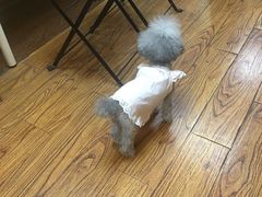 -志龙皇冠吃货椰子铺