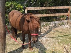 -金鸡湖桃花岛