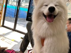 -美联众合动物医院·24h转诊中心