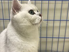 -瑞鹏宠物医院·骨科·猫科·内科(第一中心)
