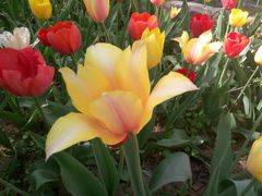 -洛阳郁金香牡丹园