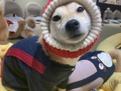 -逗柴咖啡屋·狗咖猫咖宠物桌游