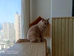 -Catmate·猫肥家润(金润铂宫店)