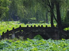 -桂湖森林公园