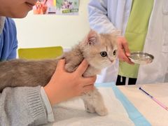 -艾吉宠物医院·疑难杂症转诊中心·猫友好(碧江路院)