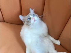 -Bastet sally猫舍购宠(静安店)