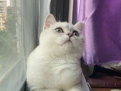 -lincat·猫舍(广州店)