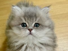 -青奢宠物·青奢猫舍