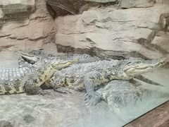 -上海野生动物园