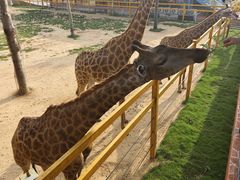 -西霞口神雕山野生动物世界