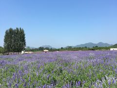 -北京东方普罗旺斯薰衣草庄园