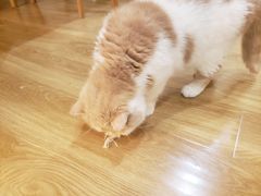 -滚猫咖啡·猫咖·猫友好撸猫(未来城店)