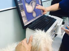 -纳吉亚猫专科动物诊疗中心(蒋宅口分院)