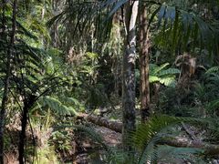 -热带雨林自然公园