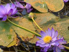 -国家植物园南园