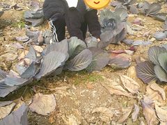 -万源龙顺度假庄园生态观光园