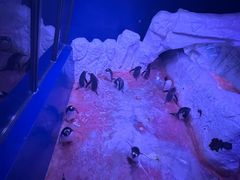 -暹罗海洋世界