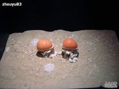 -亚龙湾中心广场·贝壳馆