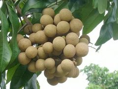 -从化深英荔枝黄皮龙眼采摘园