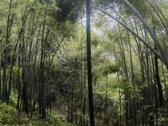 -西湖风景区十里琅珰-五云山
