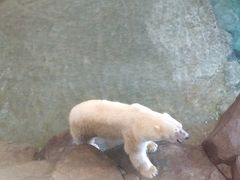 -西安曲江海洋极地公园