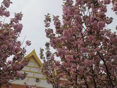 -洛阳白马寺