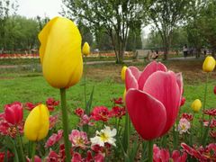 -石家庄市植物园