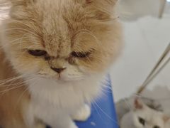 -平行世界·猫咖(首经贸店)