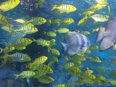 -太平洋海底世界