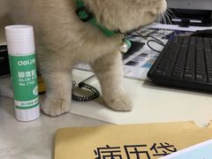-芭比堂动物医院·24小时·眼科中心(深圳中心)