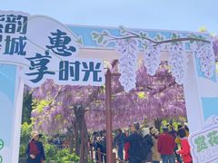 -嘉定紫藤园