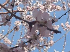 -桃花堤公园