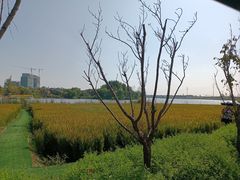 -杭州湾海上花田景区