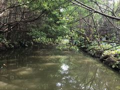 -大湾区中央湿地公园