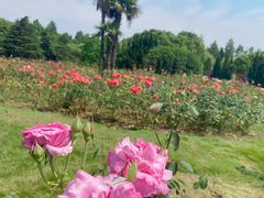 -上海共青森林公园