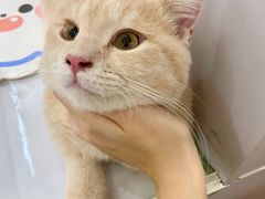 -COLOR PETS 撸猫馆·购猫·猫咖(长风大悦城店)