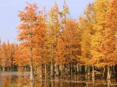 -白鹭湾湿地公园