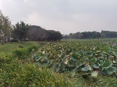 -无锡蠡湖国家湿地公园-蠡园