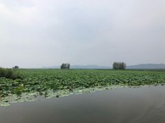 -微山湖红荷湿地景区