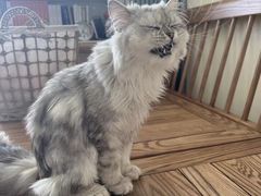 -康旭宠物医院(郑州总院)