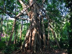 -中国科学院西双版纳热带植物园