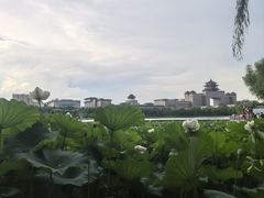 -莲花池公园