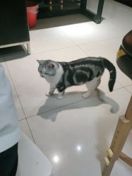 -众刺纹画·纹身·穿孔饰品·海娜定制