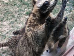-青藏高原野生动物园