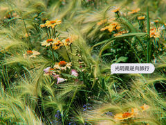 -海淀公园