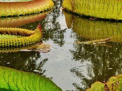 -石家庄市植物园