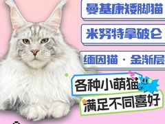 -麒麟缅因猫舍·十五年缅因猫选购中心