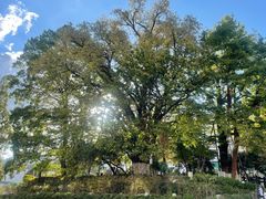 -灵山酒酿健忠(黄山汤口寨西非遗店)