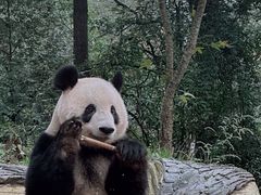 -中国大熊猫保护研究中心雅安碧峰峡基地