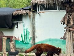 -泉州海丝野生动物世界